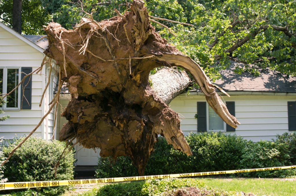 Big tree fell on house - emergency roof repair - Home Crafters Roofing